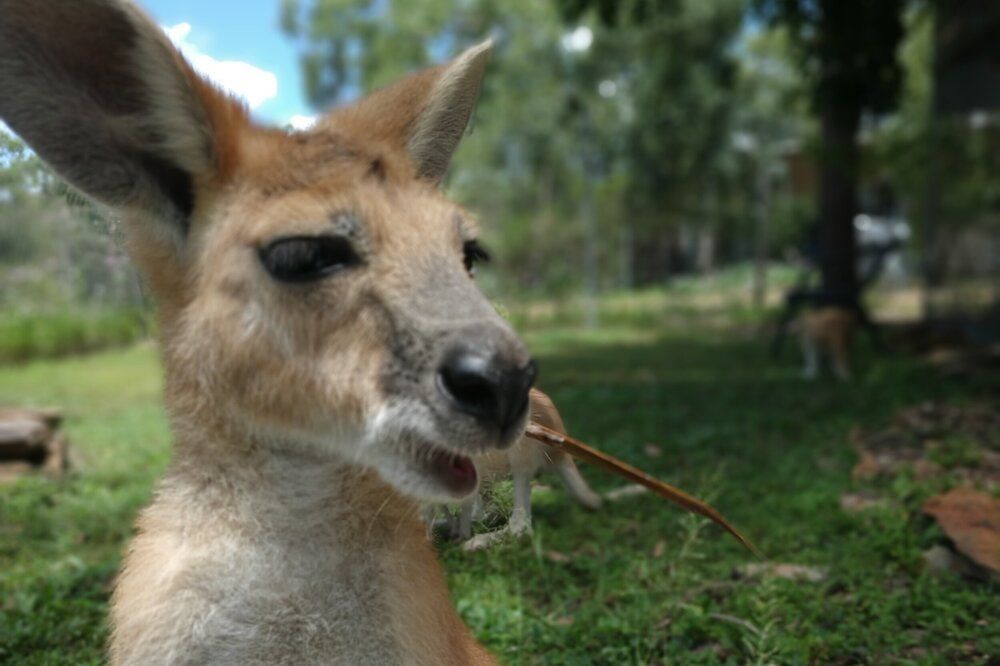 A Kangaroo is Eating a Stick in the Grass — Nina's Ark Wildlife Sanctuary In Finniss Valley, NT