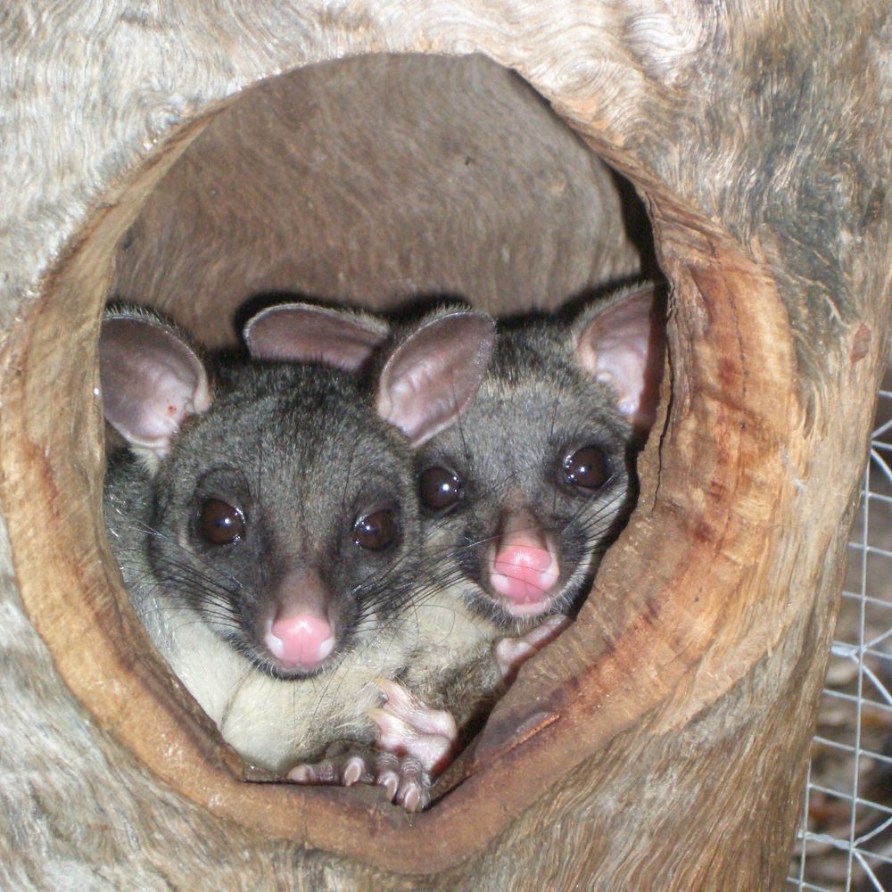 Two Small Animals Are Looking Out of a Hole in a Tree — Nina's Ark Wildlife Sanctuary In Finniss Valley, NT