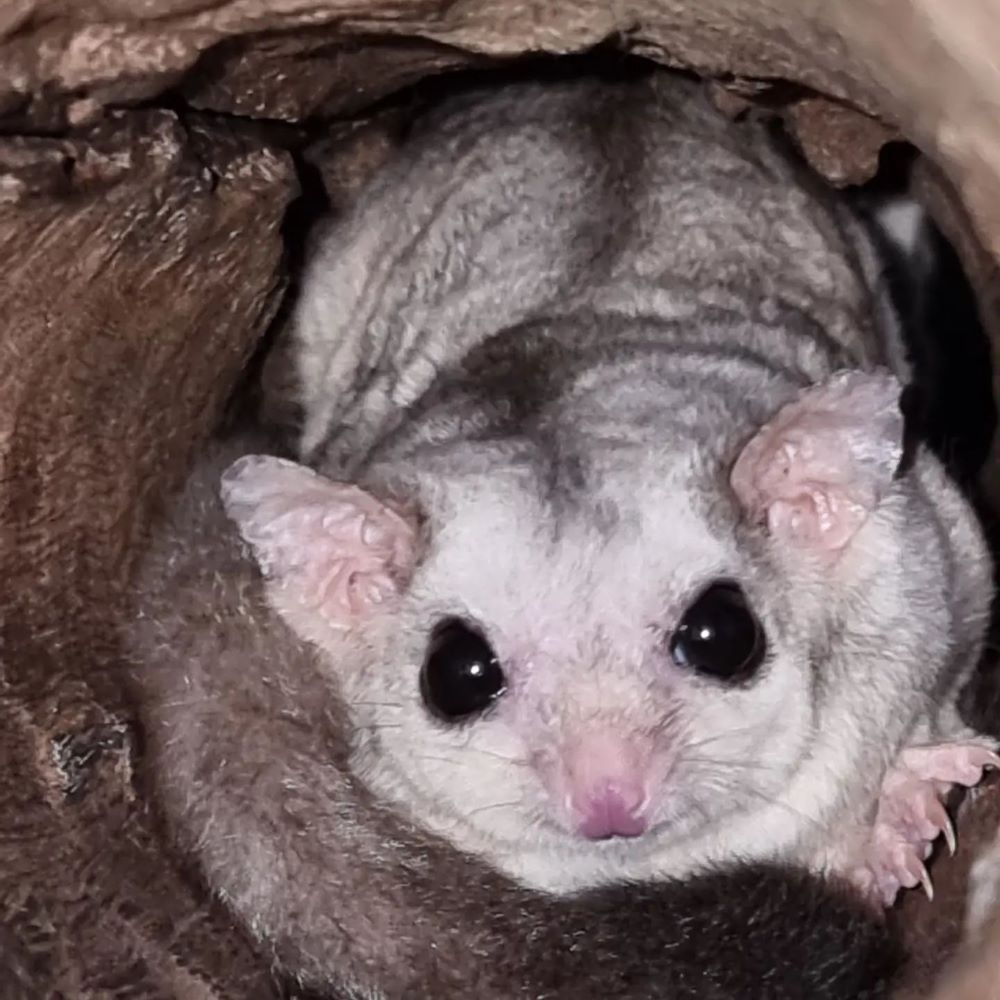 A Small Mouse is Sitting in a Hole in a Tree — Nina's Ark Wildlife Sanctuary In Finniss Valley, NT