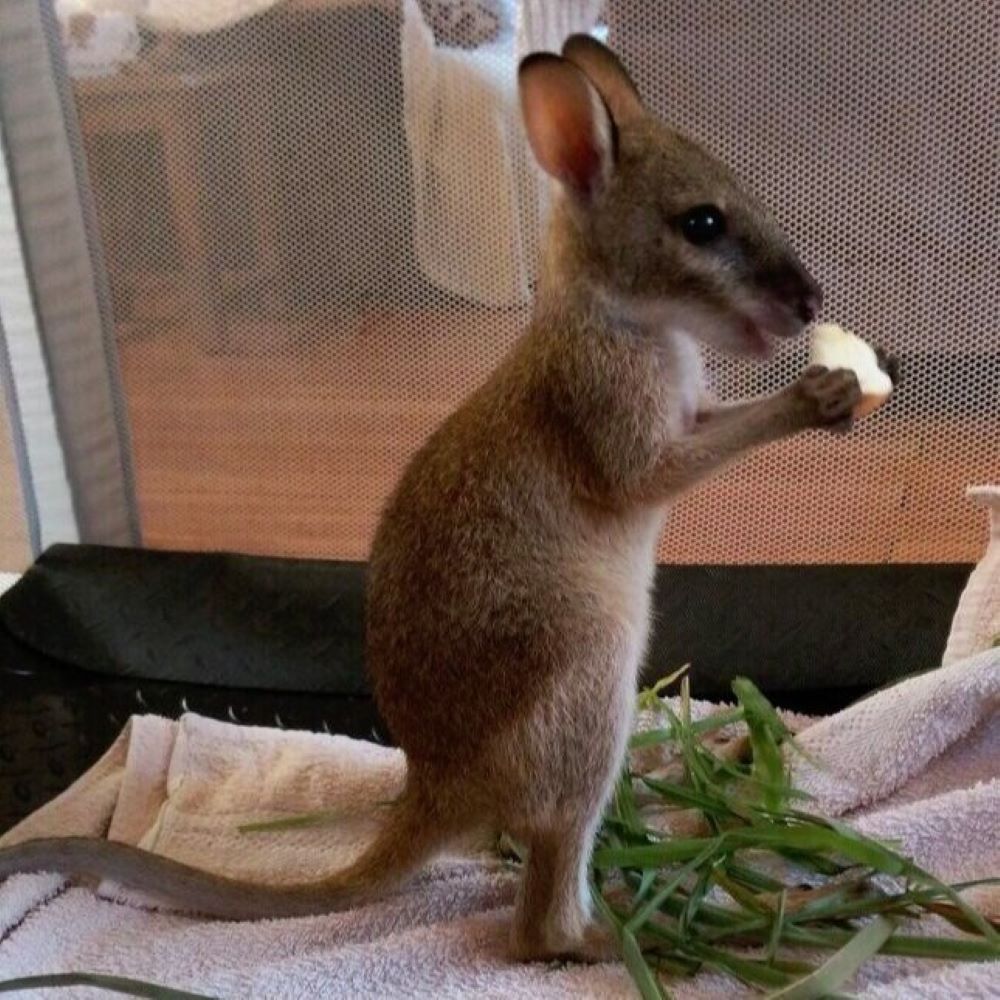 A Small Kangaroo Standing on Its Hind Legs Eating Grass — Nina's Ark Wildlife Sanctuary In Finniss Valley, NT