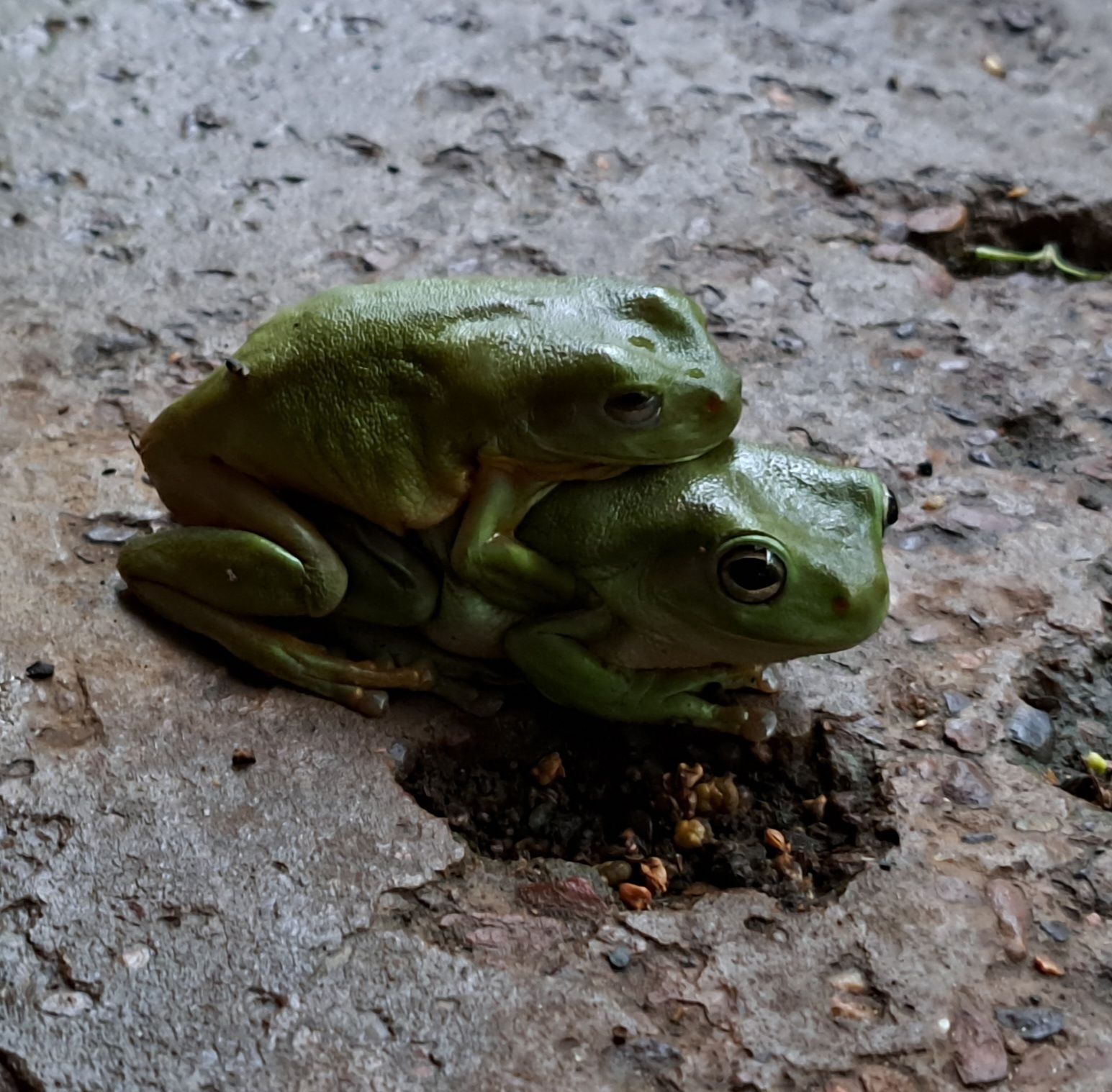 Two Green Tree Frogs  — Nina's Ark Wildlife Sanctuary In Finniss Valley, NT