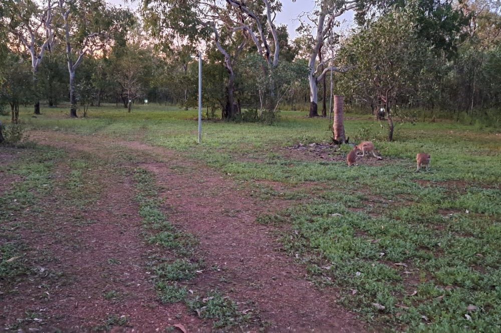 A Group of Kangaroos Are Standing in a Grassy Field — Nina's Ark Wildlife Sanctuary In Finniss Valley, NT