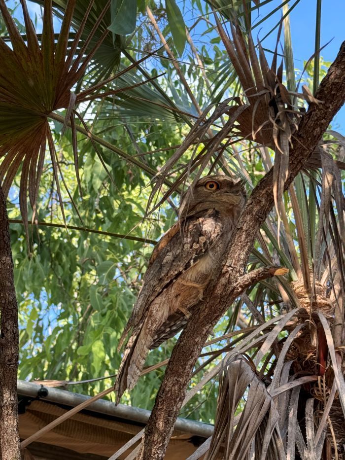 A Bird is Sitting on a Palm Tree Branch — Nina's Ark Wildlife Sanctuary In Finniss Valley, NT