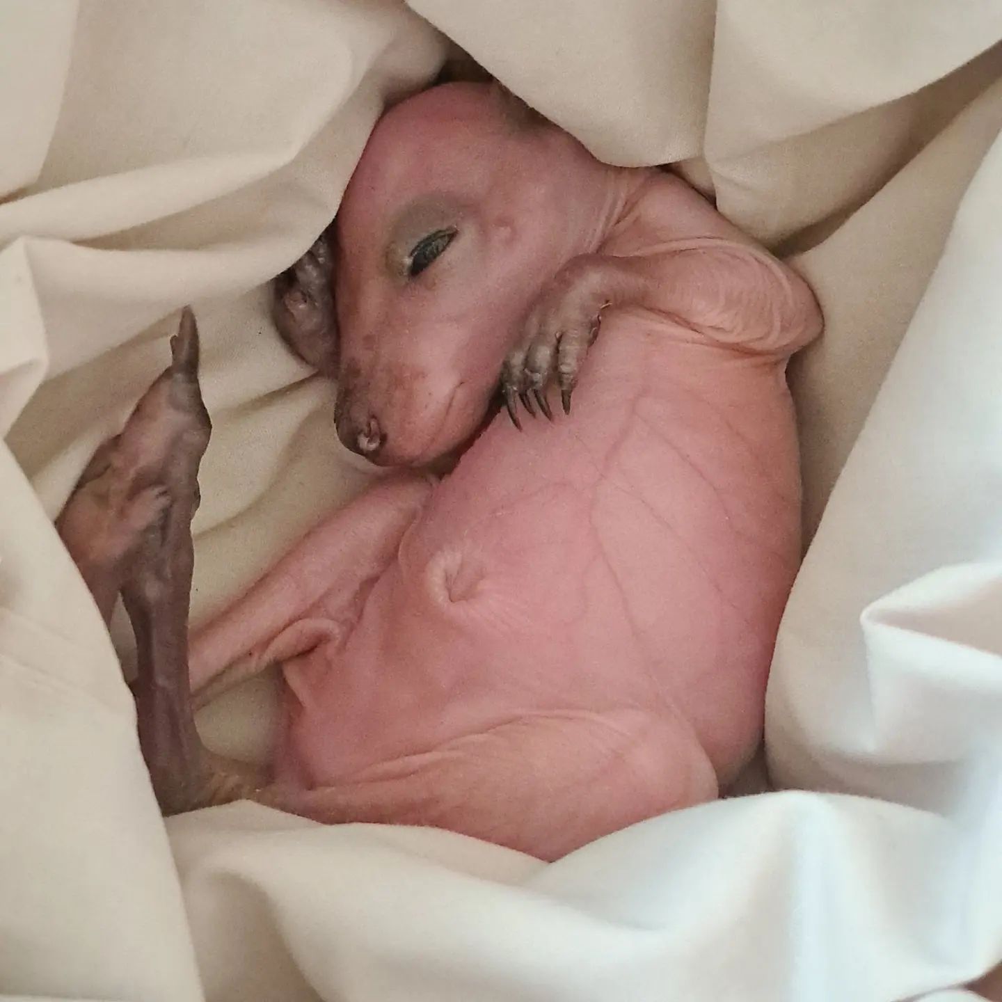 A Baby Kangaroo is Wrapped in a Blanket — Nina's Ark Wildlife Sanctuary In Finniss Valley, NT