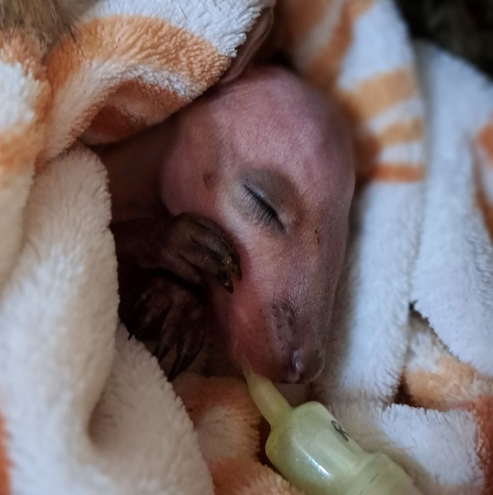 A Baby Kangaroo is Wrapped in a Blanket and Drinking From a Bottle — Nina's Ark Wildlife Sanctuary In Finniss Valley, NT