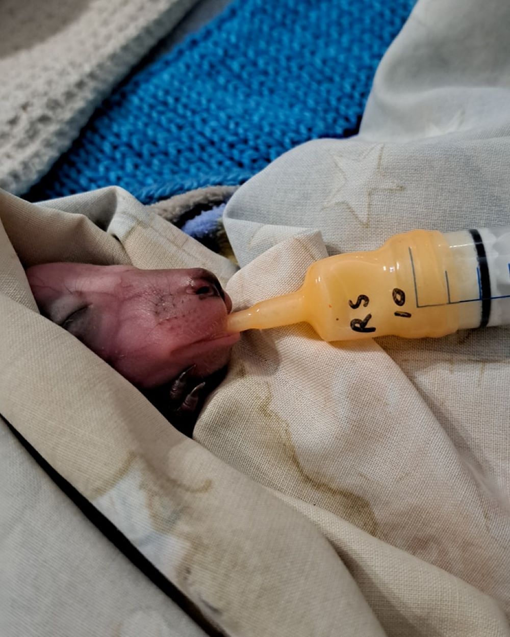 A Baby is Being Fed by a Syringe — Nina's Ark Wildlife Sanctuary In Finniss Valley, NT