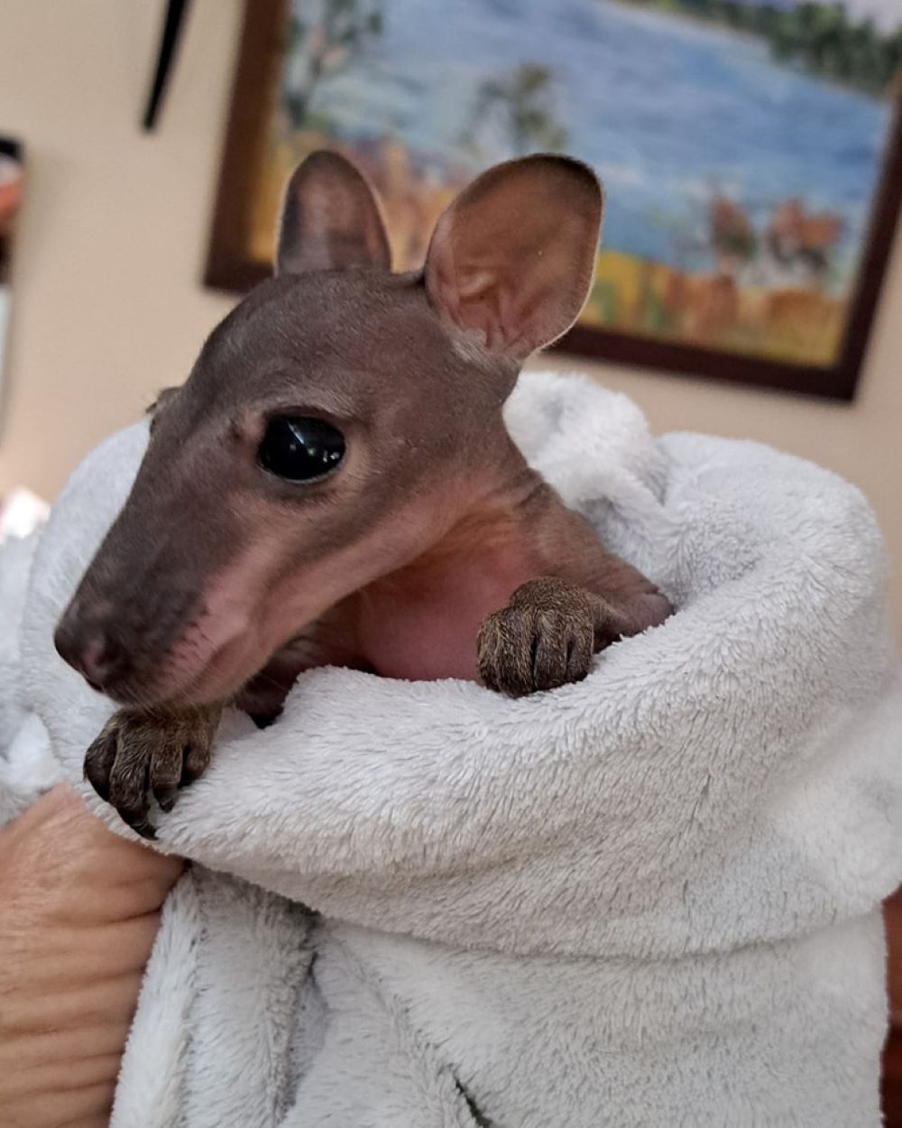 A Person is Holding a Hairless Kangaroo Wrapped in a Towel — Nina's Ark Wildlife Sanctuary In Finniss Valley, NT