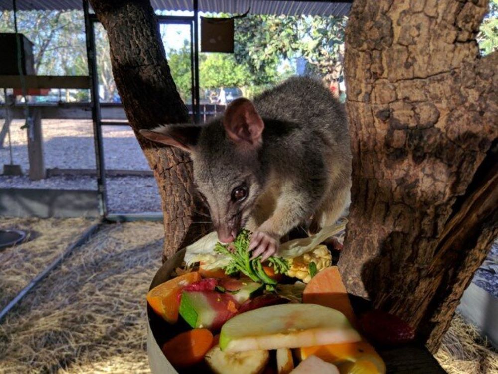 A Mouse is Eating Fruit From a Bowl Under a Tree — Nina's Ark Wildlife Sanctuary In Finniss Valley, NT