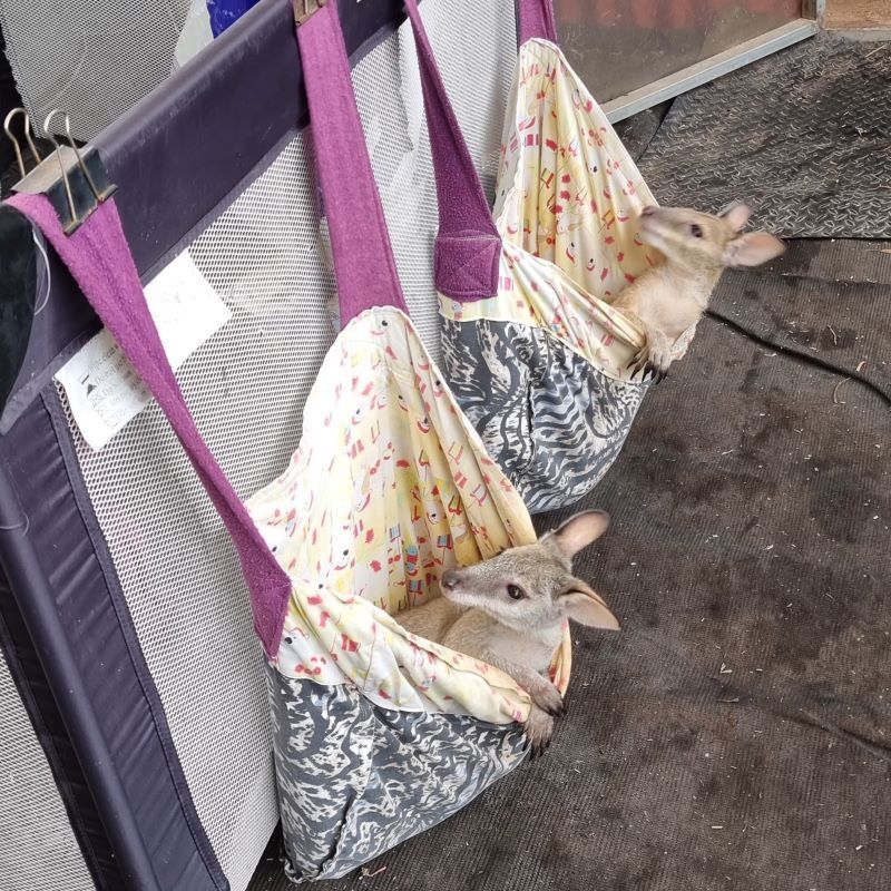 Two Rabbits Are Hanging From a Crib With Purple Straps — Nina's Ark Wildlife Sanctuary In Finniss Valley, NT