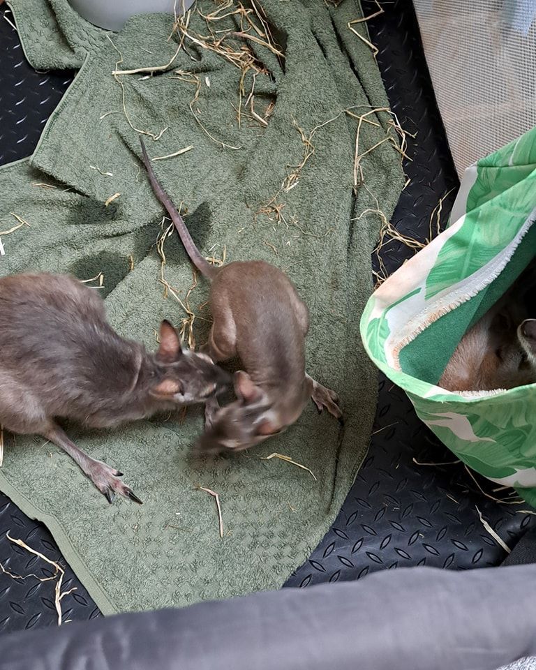 Two Kangaroos Are Laying on a Green Blanket Next to a Green Bag — Nina's Ark Wildlife Sanctuary In Finniss Valley, NT