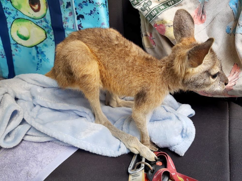 A Small Kangaroo is Laying on a Blanket on the Back Seat of a Car — Nina's Ark Wildlife Sanctuary In Finniss Valley, NT