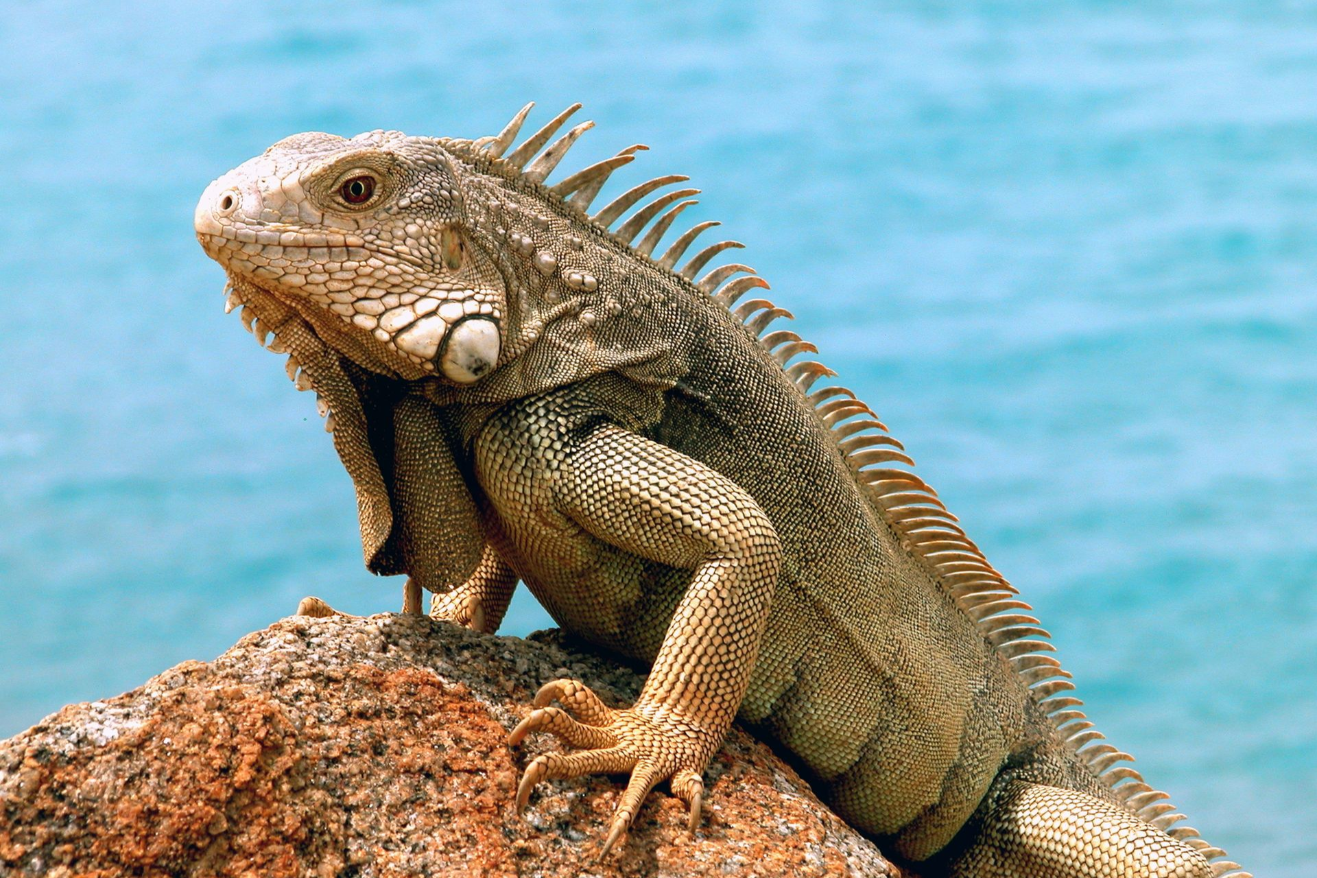 Spacious modern living room with dining area, beige and gray tones, large windows, and a colorful rug.