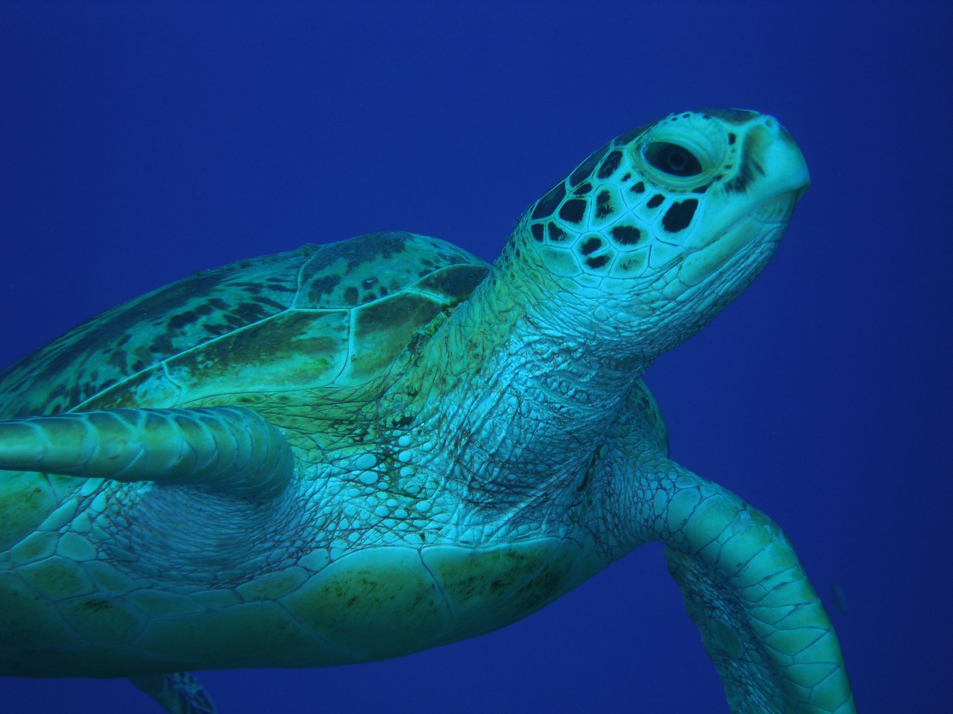 Green sea turtle swims in blue water.