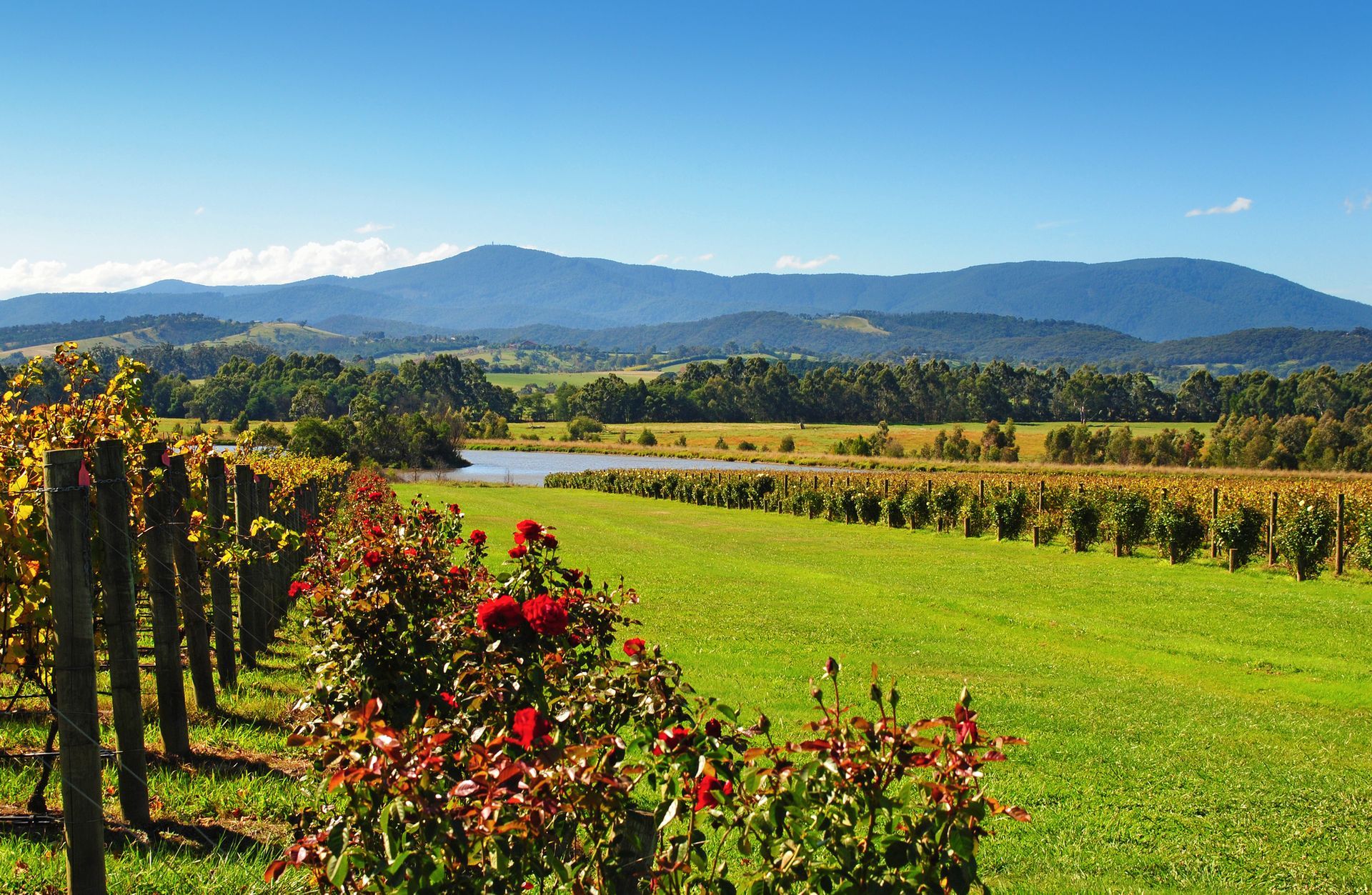 Vineyard with rows of grapevines, green grass, and mountains in the background under a blue sky.