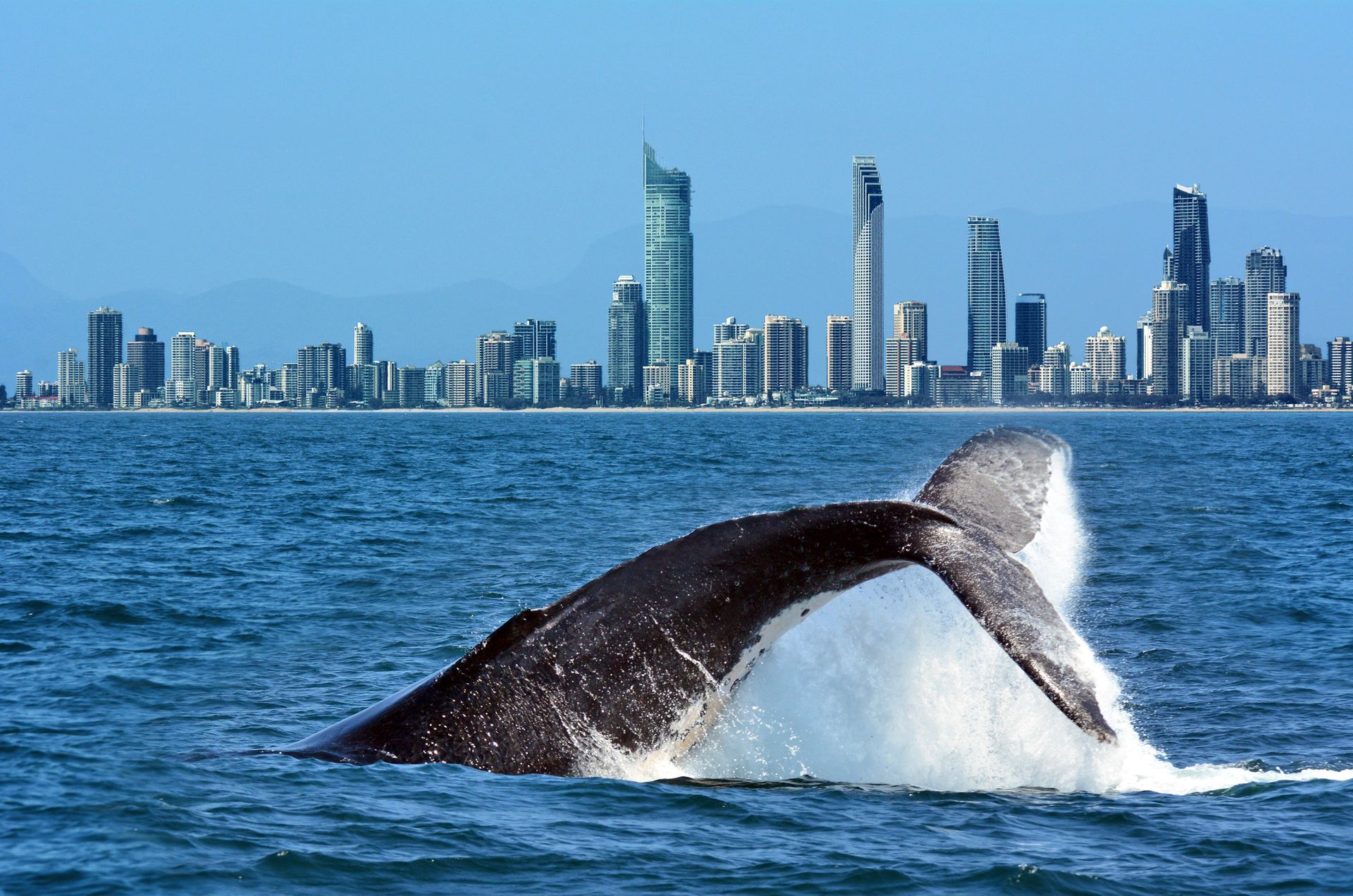 Whale's tail breaching ocean water in front of a coastal city skyline under a clear blue sky.