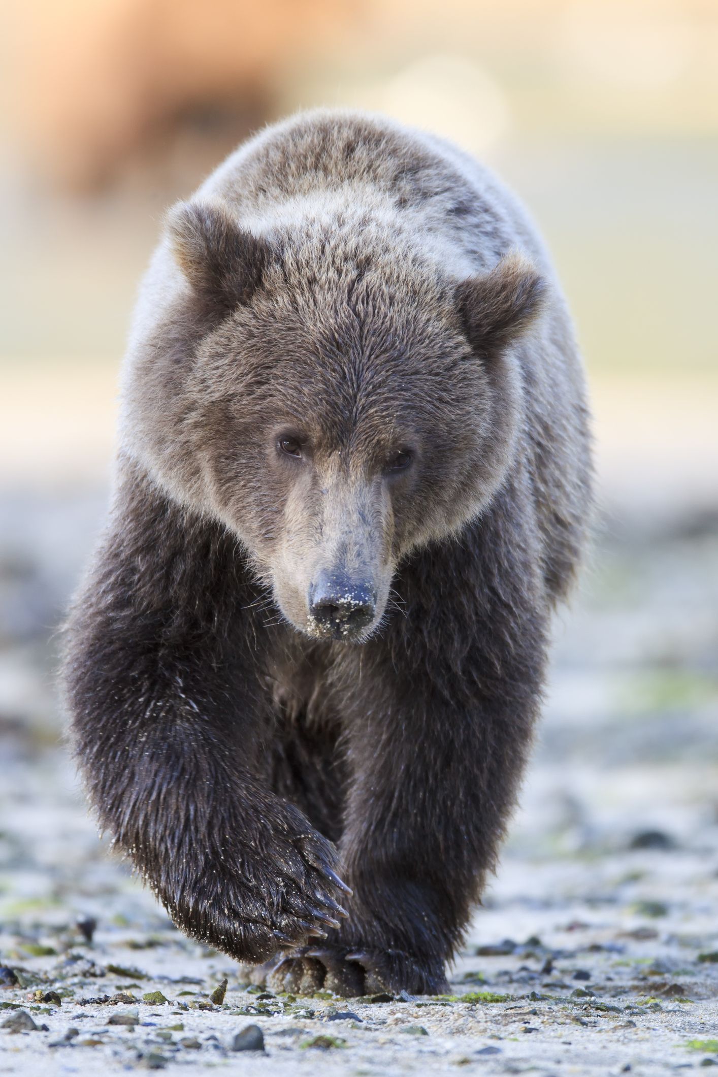 Baby brown bear in Alaska wilderness — young wildlife spotted near Brooks Falls in Katmai National Park.