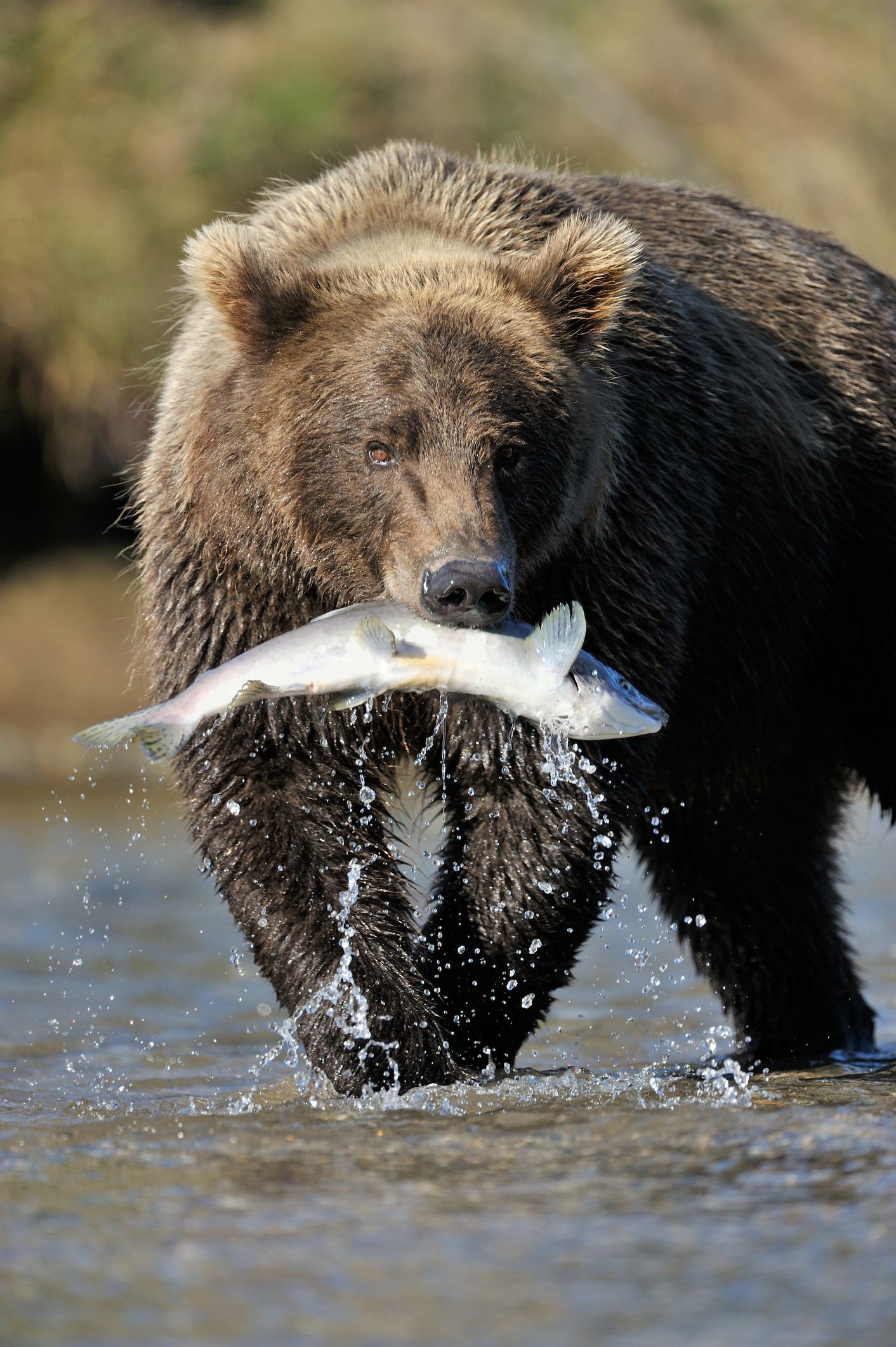 Grizzly bear catching salmon in Alaska river — wildlife viewing in Katmai National Park.