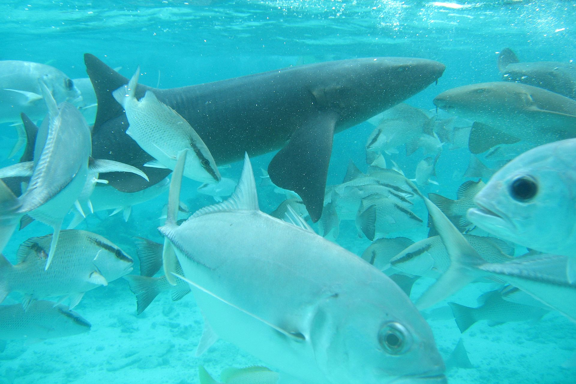 Spacious modern living room with dining area, beige and gray tones, large windows, and a colorful rug.