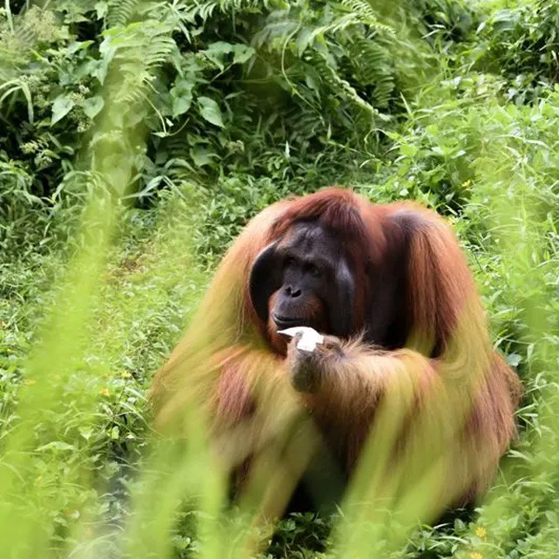 Orangutan with reddish-brown fur sits among lush green foliage, eating.