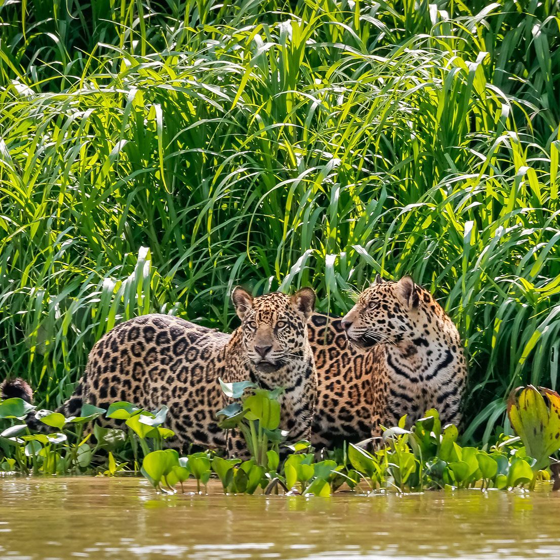 Two jaguars with spotted coats, near tall green grass and water.
