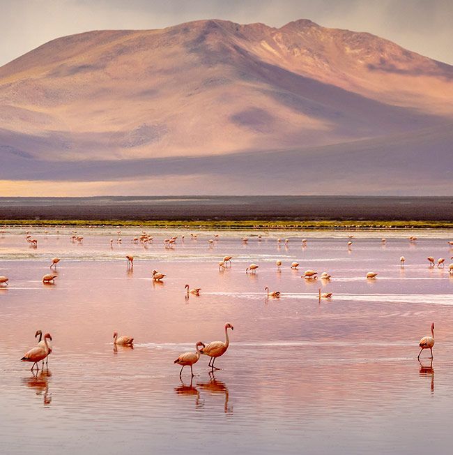 Flamingos wade in pink water under a mountain, reflecting the pastel sunset.