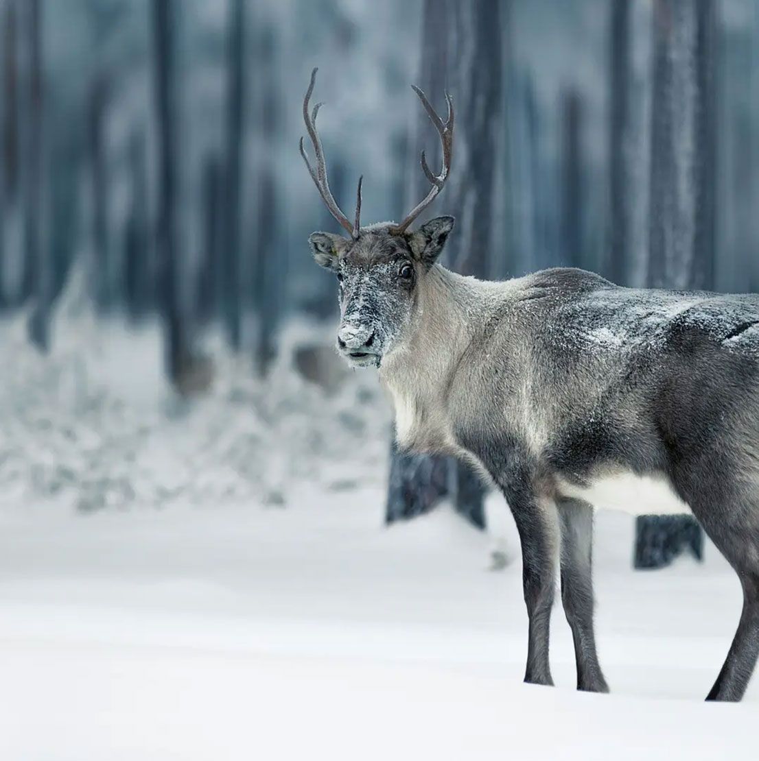 Reindeer standing in a snowy forest; gray and white fur, antlers, looking towards viewer.