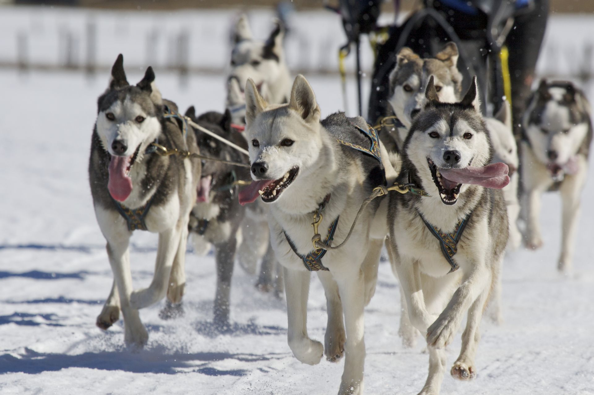 Dog sledding through snowy trails — classic Alaska winter adventure near Denali.
