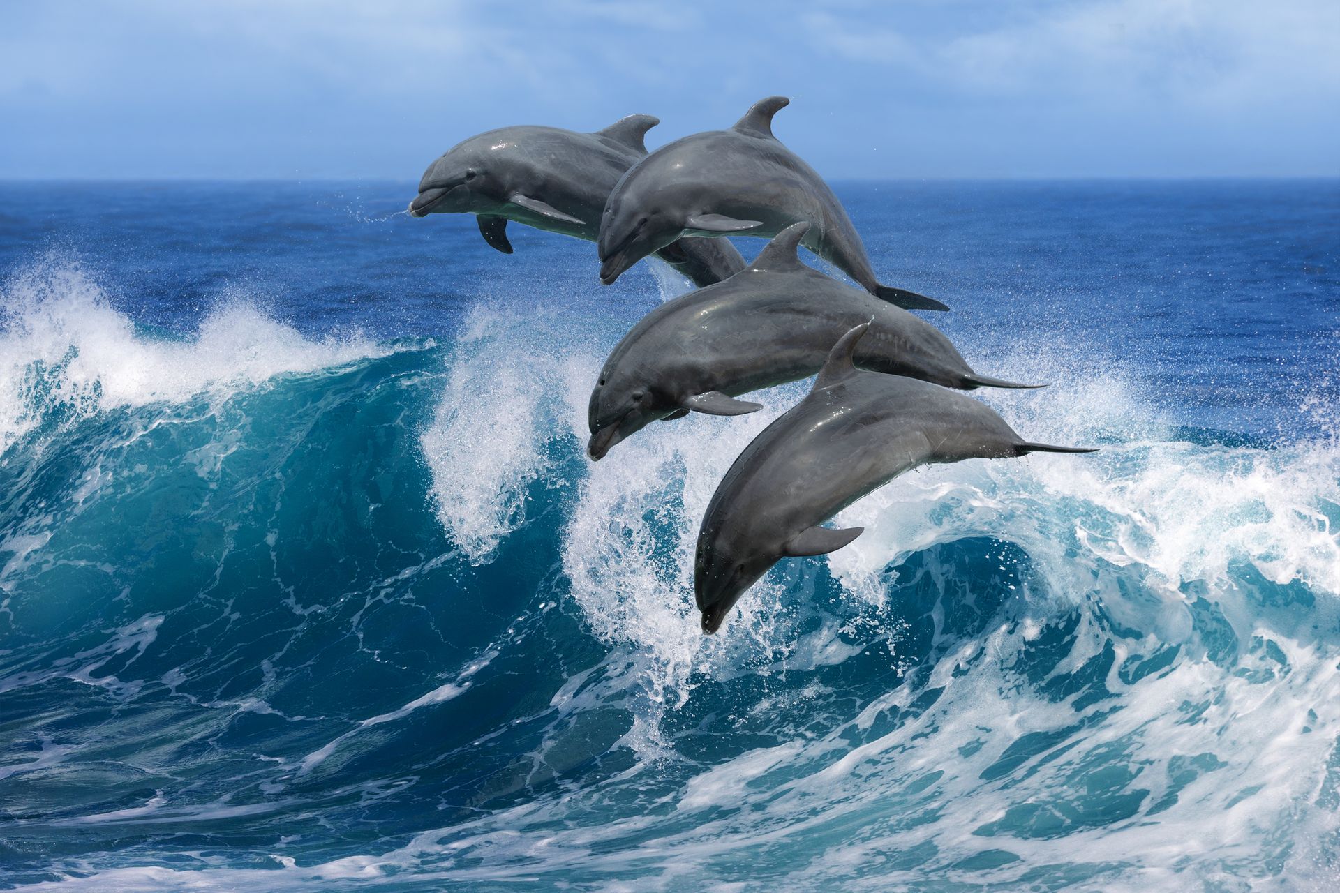 Five dolphins leaping from a large ocean wave, blue water and sky.