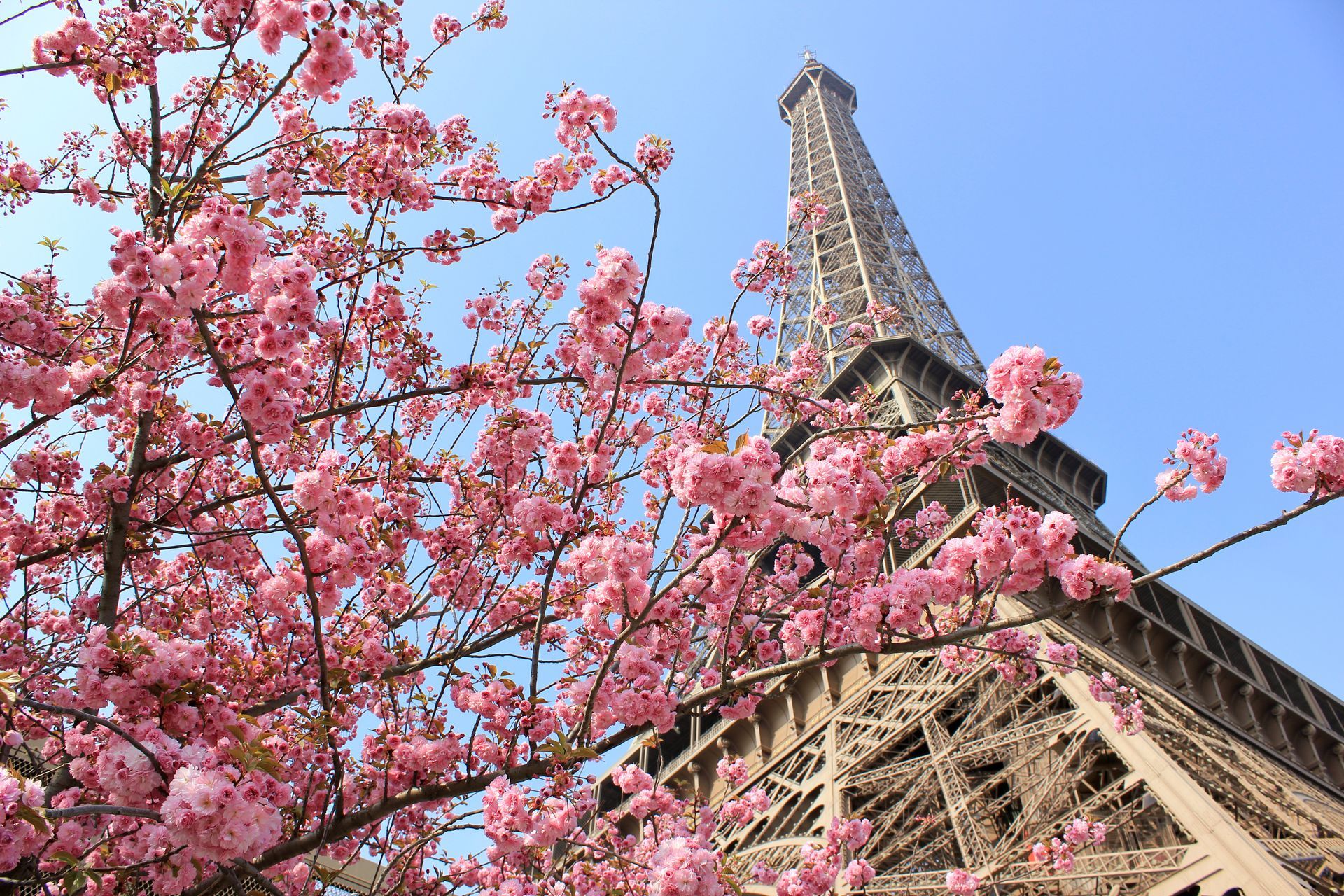 Eiffel Tower with cherry blossoms in Paris