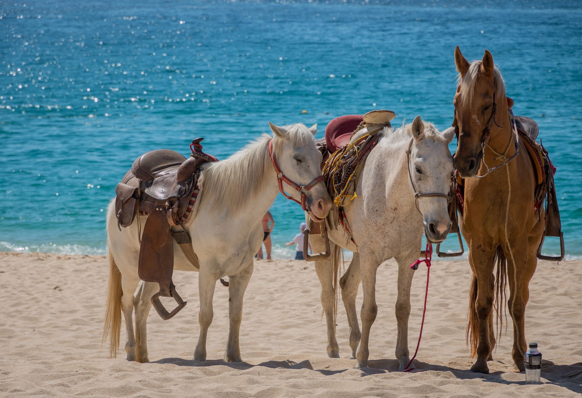 Horses on a sandy beach near turquoise water — horseback riding adventures in coastal Mexico.