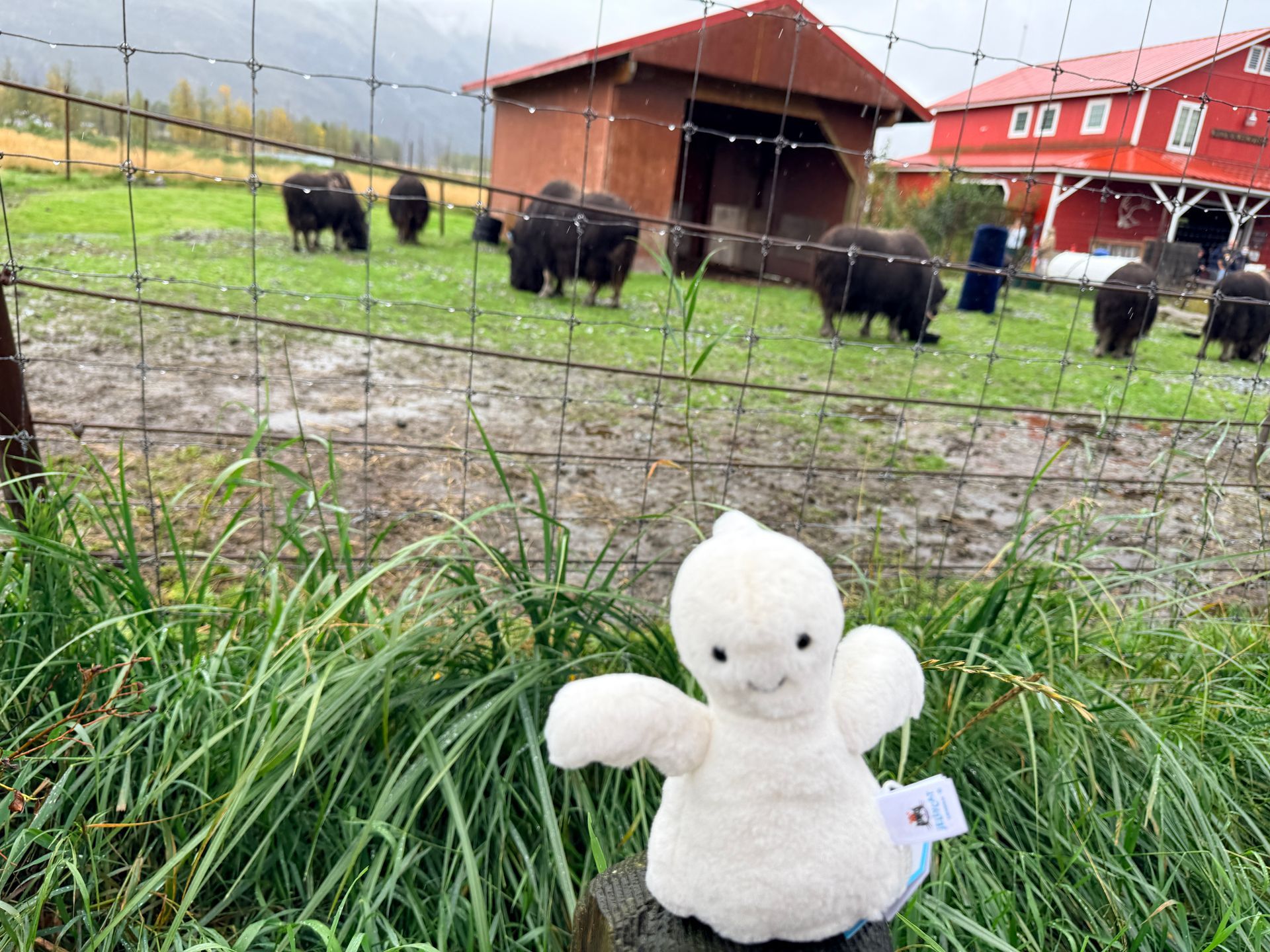 Alaska Wildlife Conservation Center, Girdwood, Alaska