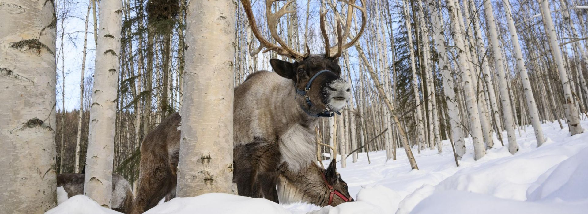 Spacious modern living room with dining area, beige and gray tones, large windows, and a colorful rug.