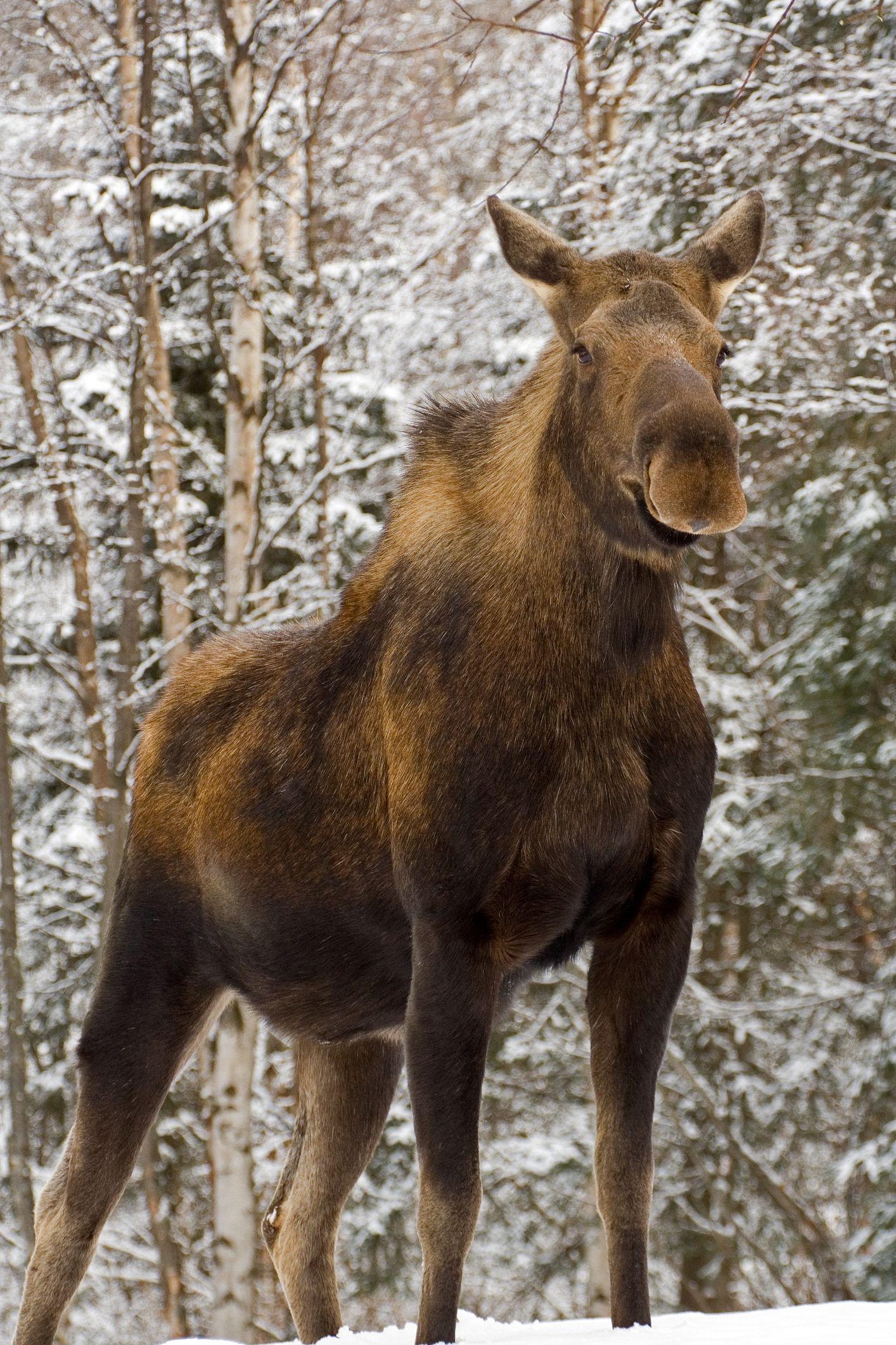 Moose in snowy forest — classic Alaska wildlife scene near Denali National Park.