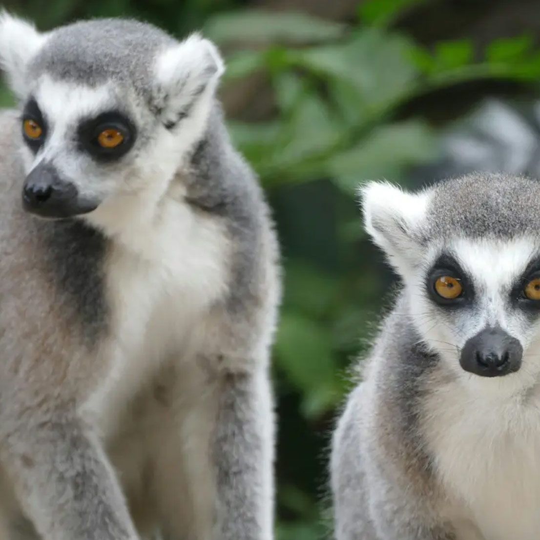 Two ring-tailed lemurs, grey and white fur with orange eyes, in a lush, green setting.