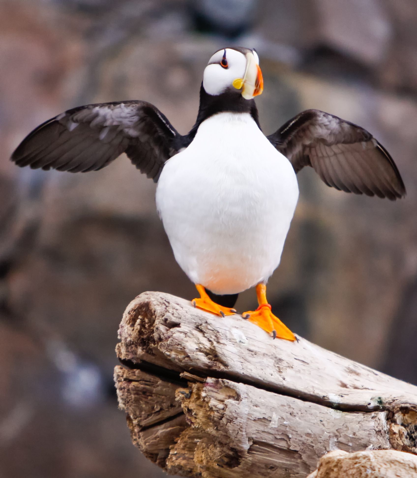 Colorful puffin spreading wings on Alaskan cliffs — iconic seabird of coastal Alaska.