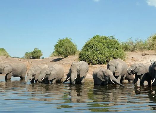 Elephants in a river, drinking water, under a clear blue sky in Africa.