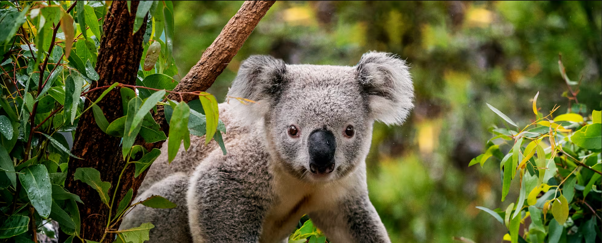 Koala bear in a tree, looking forward with wet leaves in the background.