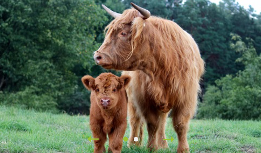 Highland cow and calf in a grassy field, both with reddish-brown fur.