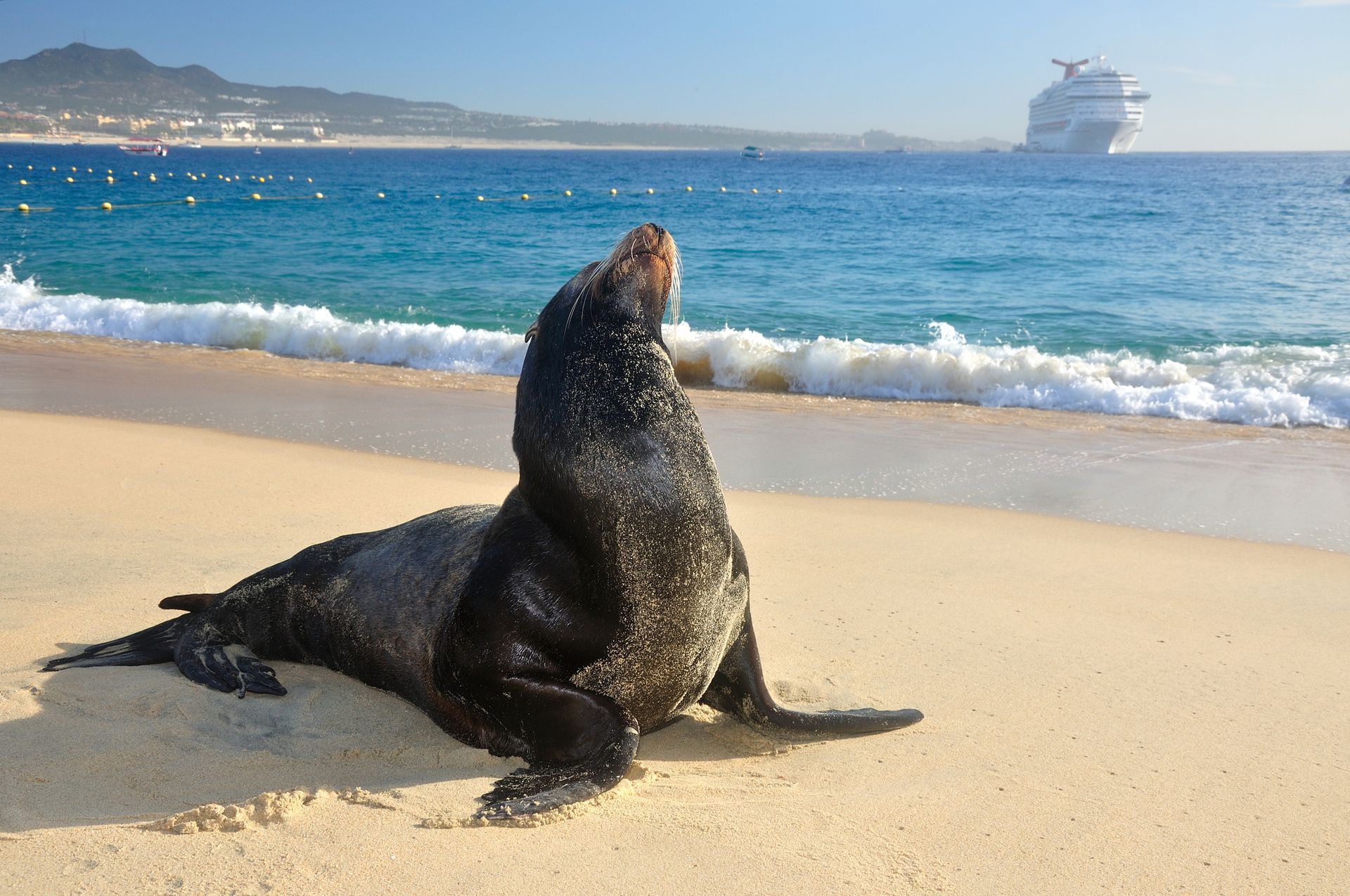 Sea lion resting on the beach in Baja California — wildlife encounters along Mexico’s Pacific coast.