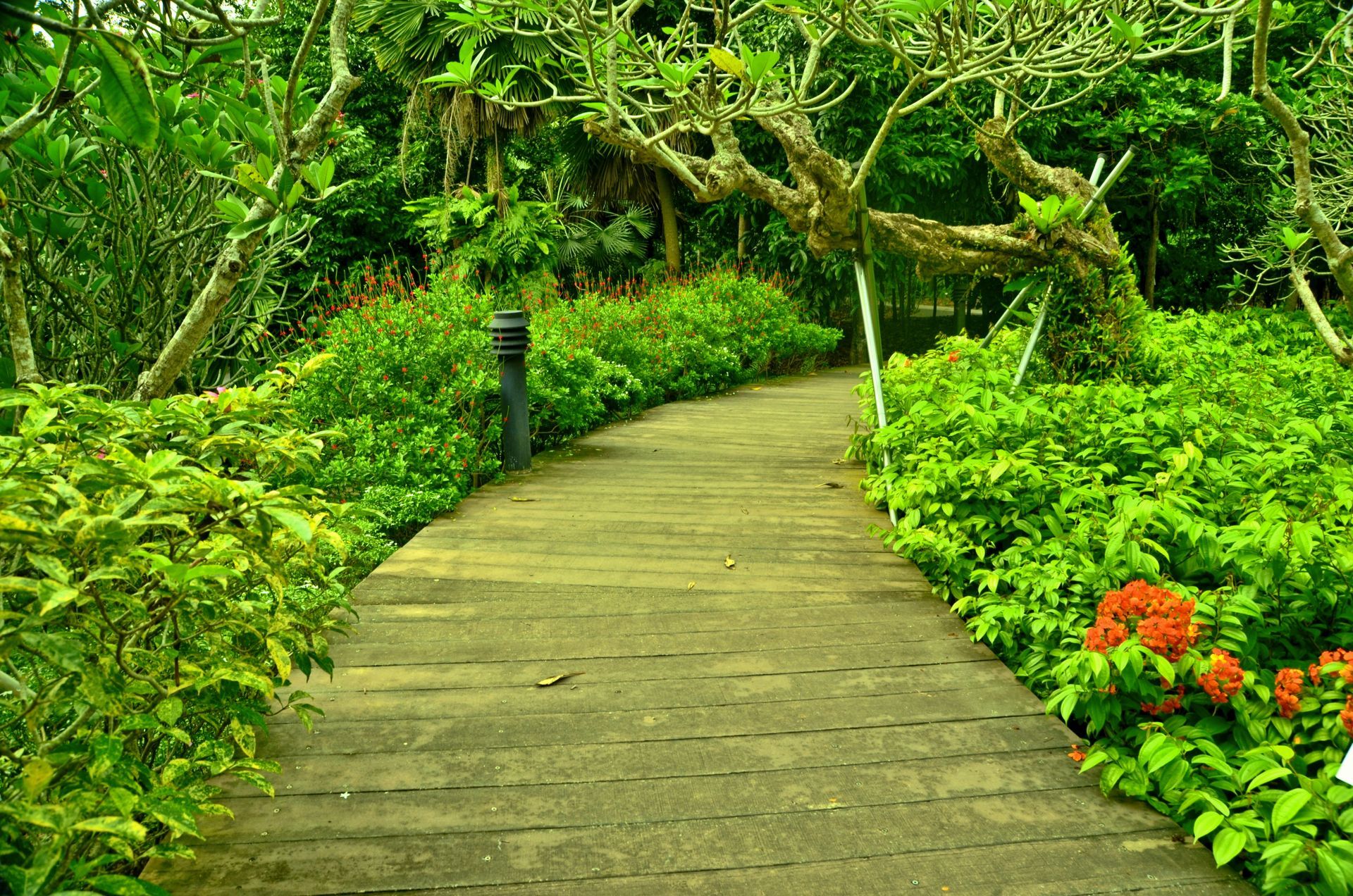 Wooden path winding through lush green garden.