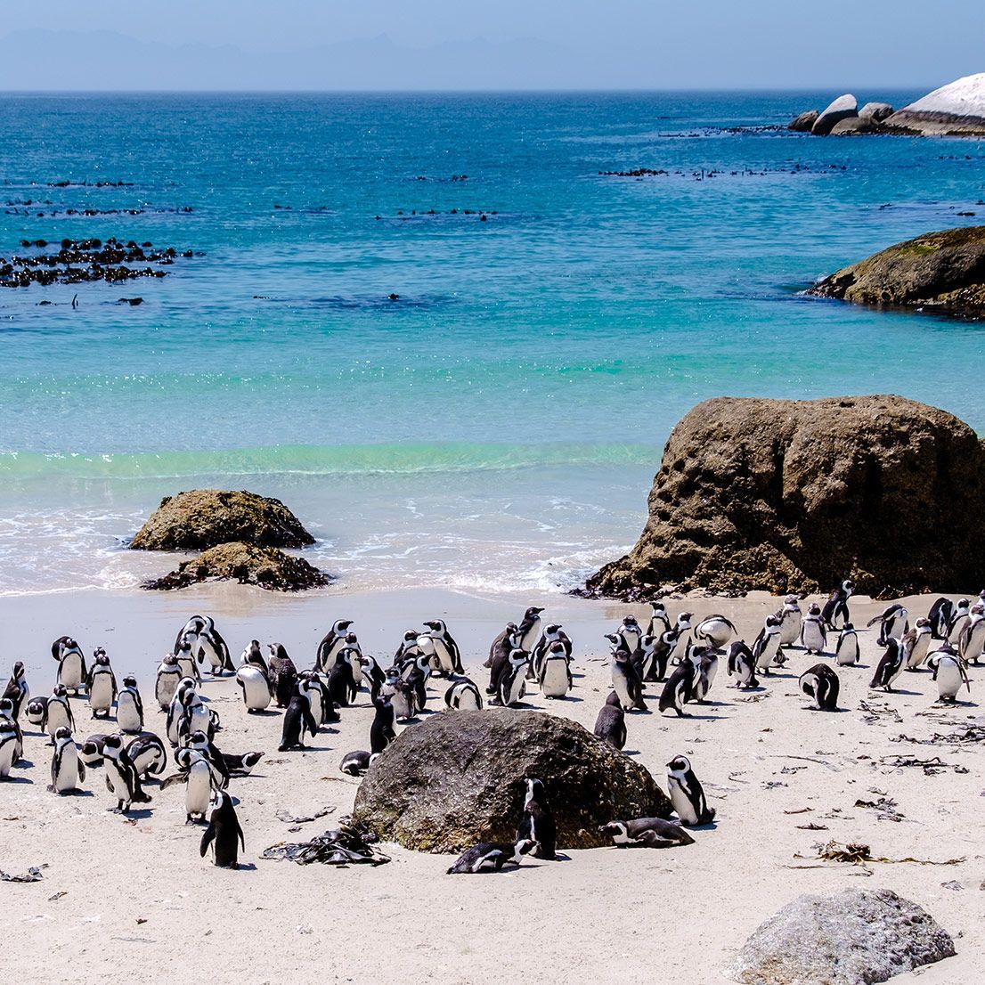 Penguins on a sandy beach, some standing, some near rocks, with turquoise water and blue sky.