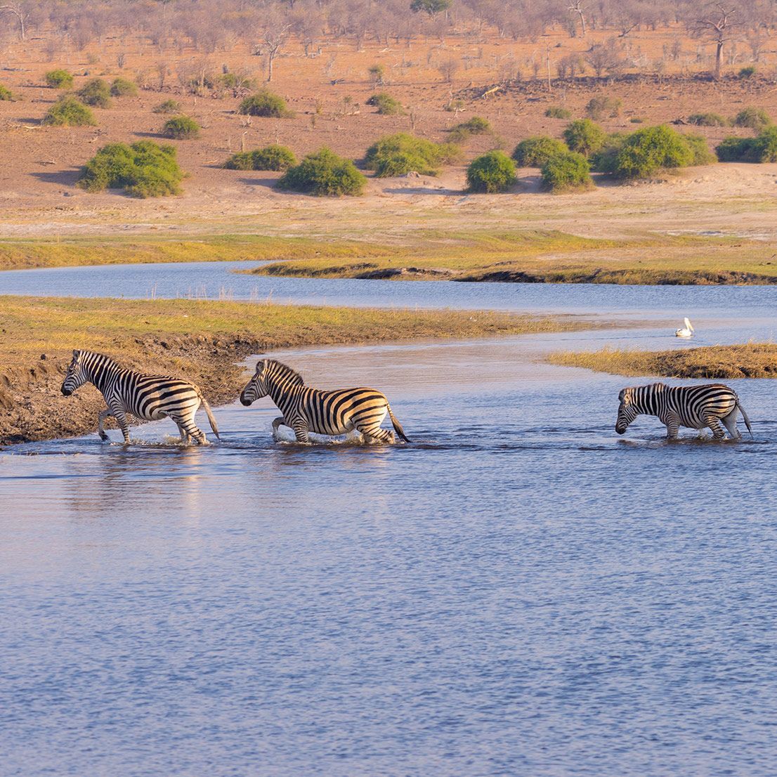 Zebras crossing a shallow river in a dry, grassy landscape.