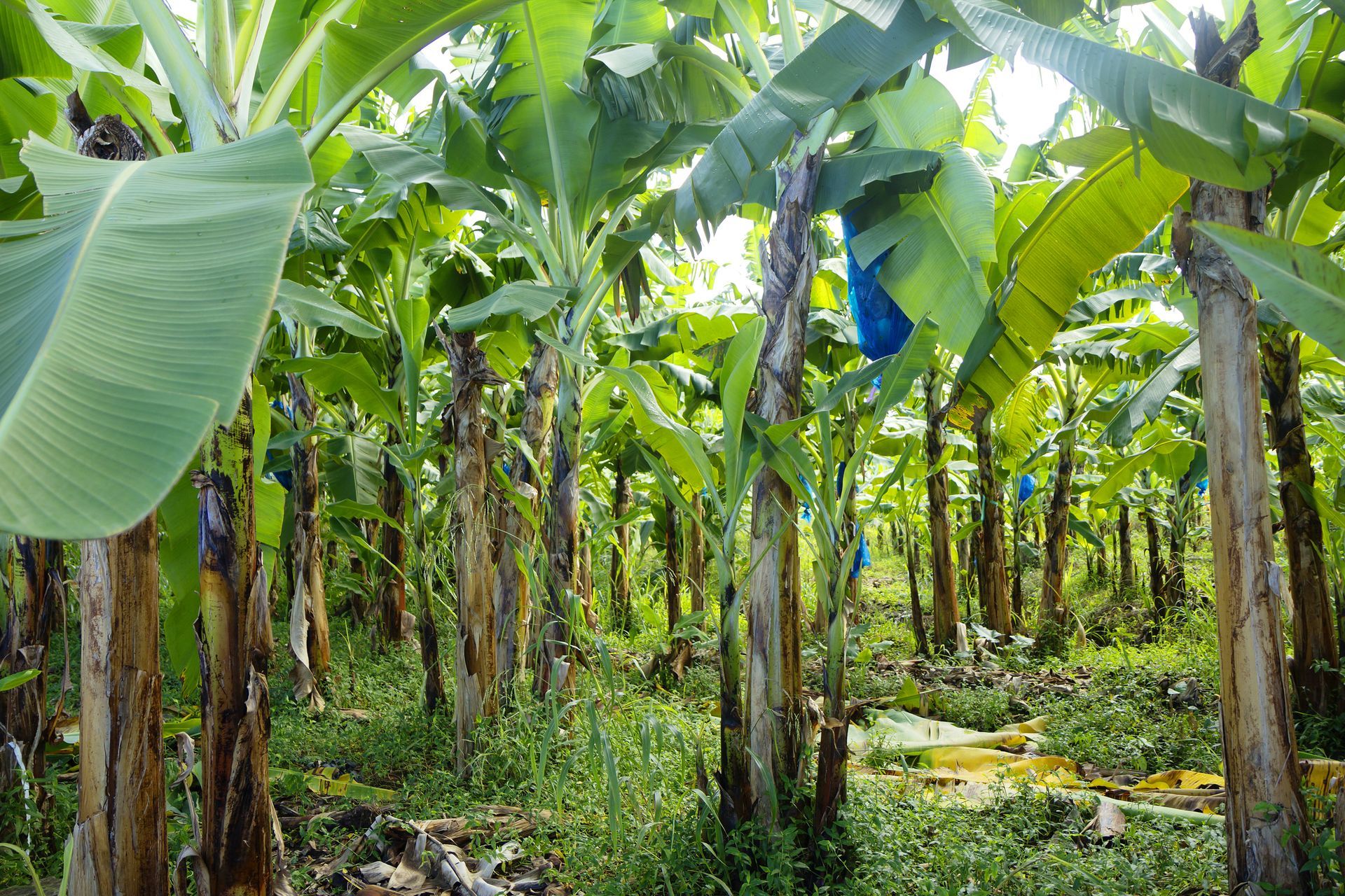 Spacious modern living room with dining area, beige and gray tones, large windows, and a colorful rug.