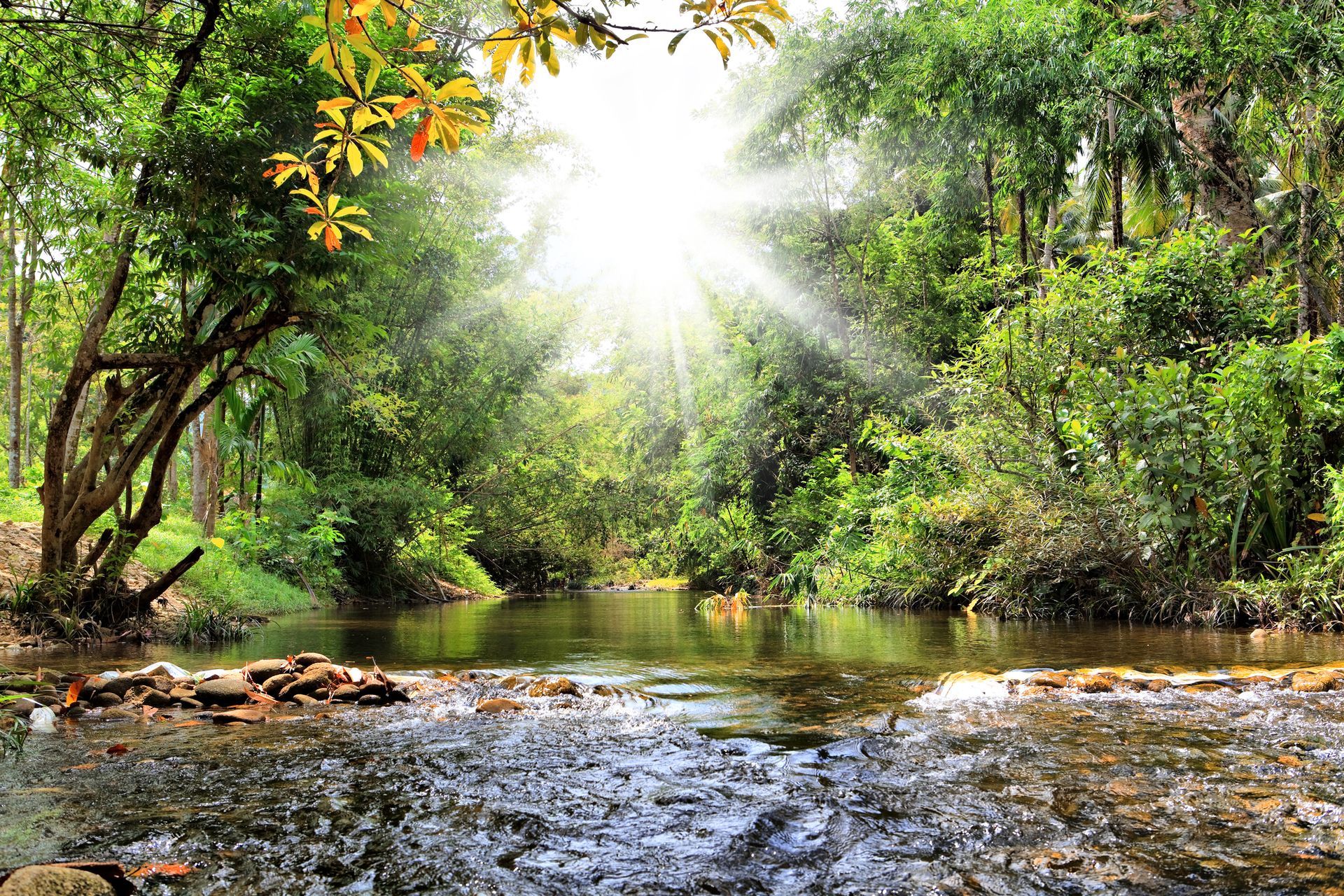 Sunlight streams through lush green trees onto a flowing river.