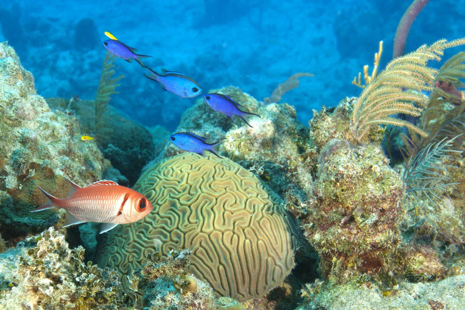 Spacious modern living room with dining area, beige and gray tones, large windows, and a colorful rug.