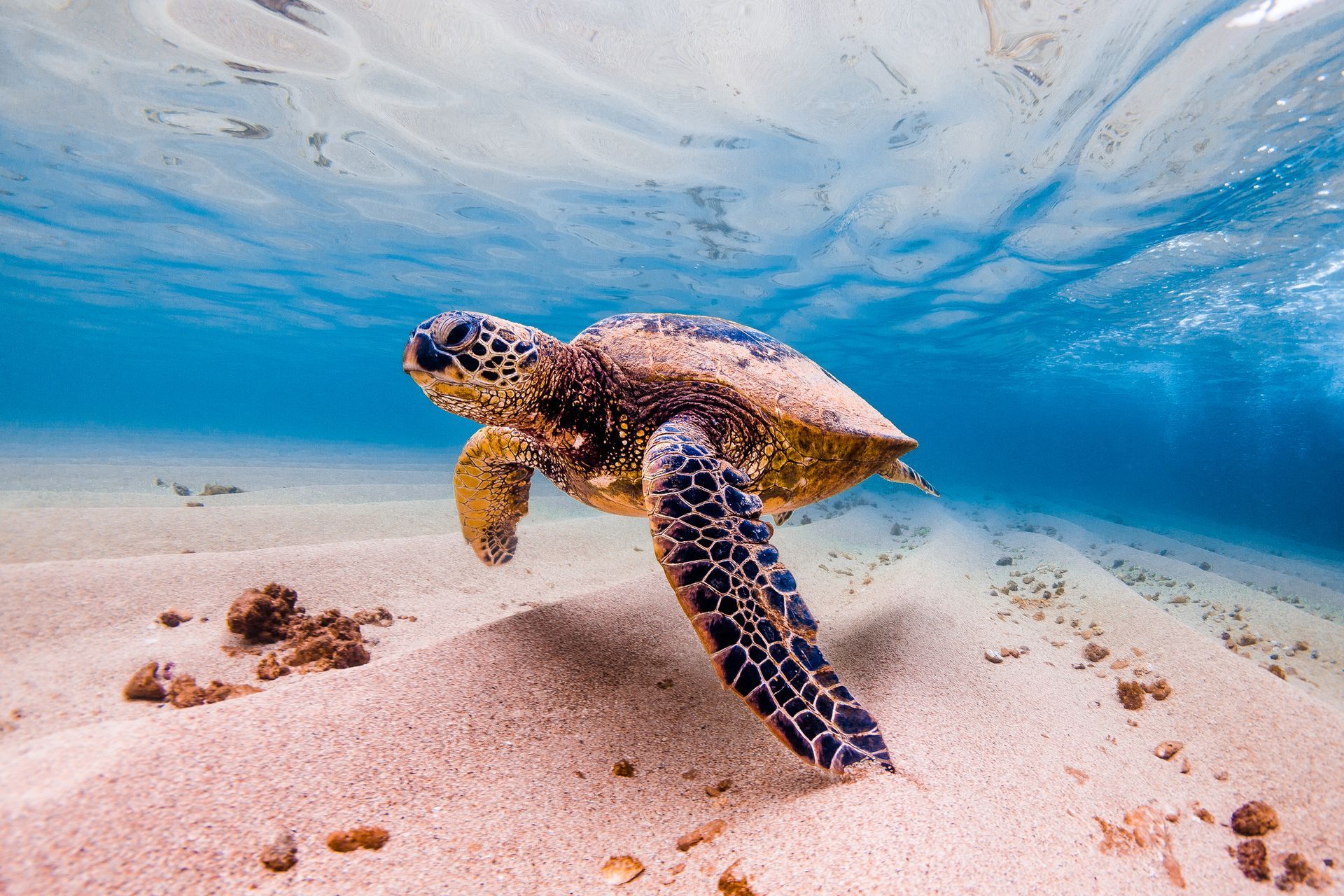 Sea turtle swimming above sandy ocean floor.