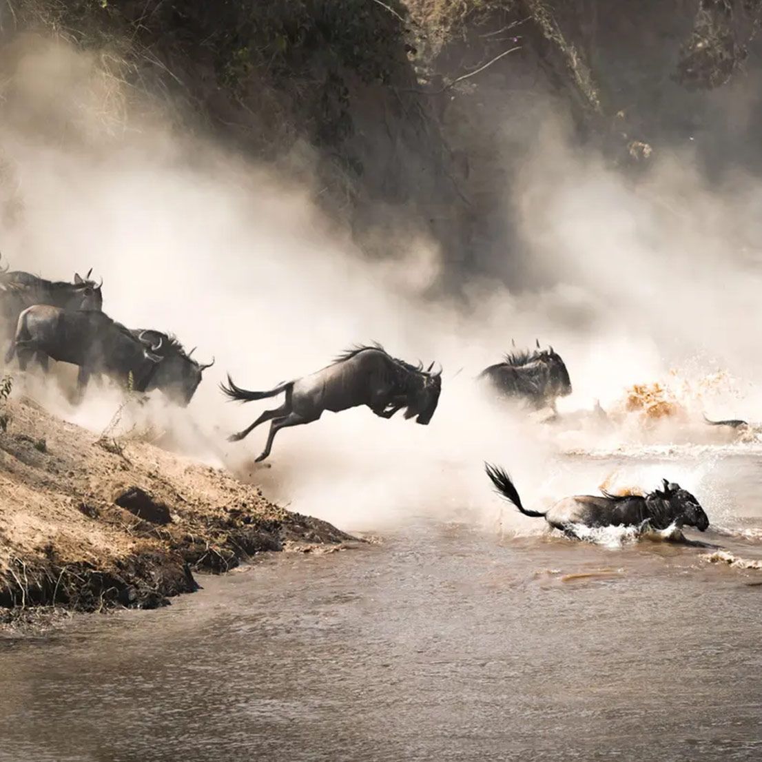 Wildebeest leaping across a river, splashing water and kicking up dust; several others watch.