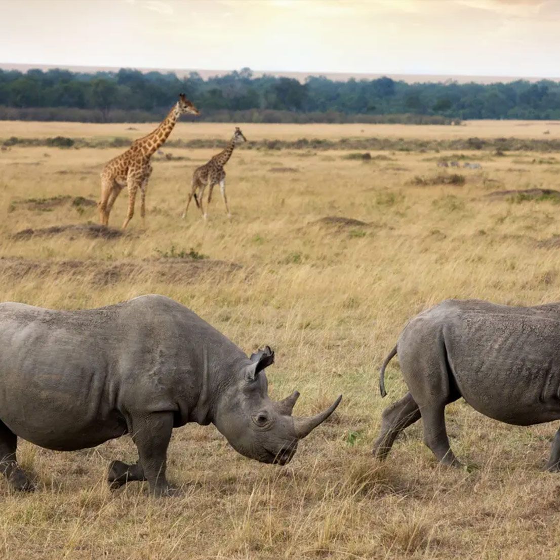 Two rhinos walking on dry grass, two giraffes in the background, savanna landscape.