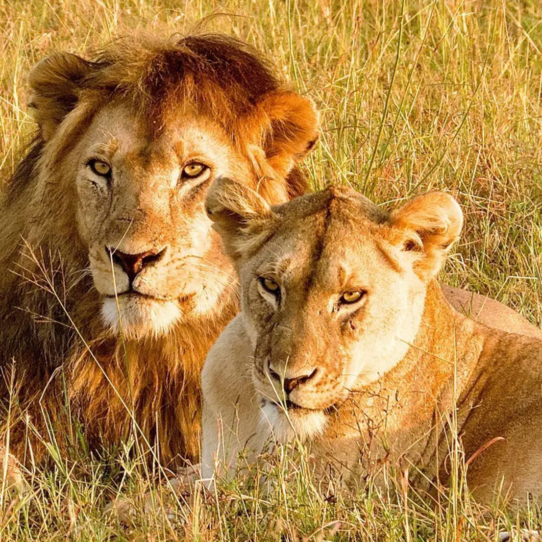 Lion and lioness resting in tall, dry grass. The lion has a large mane, both have focused expressions.