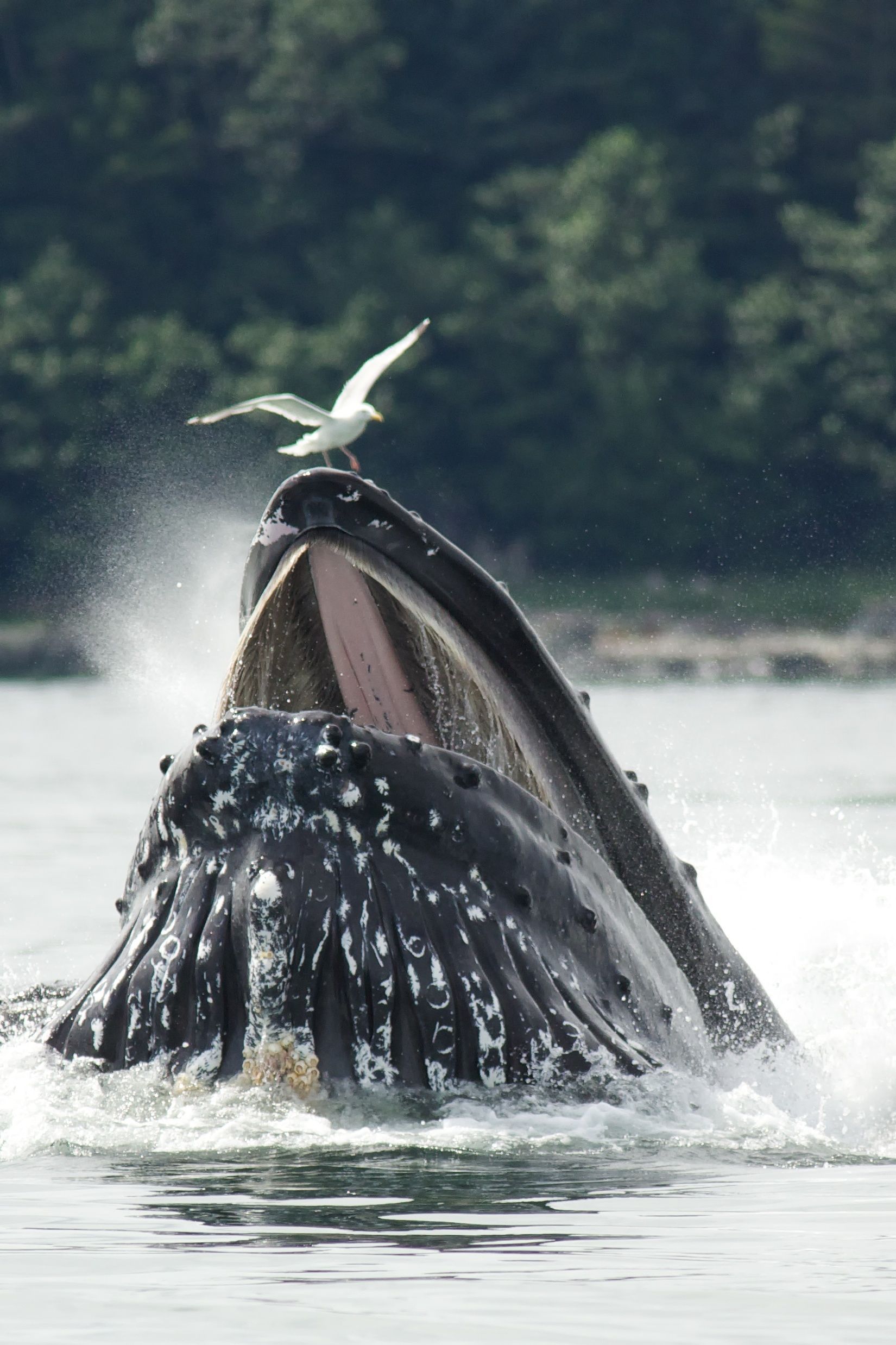 Humpback whale surfacing in Alaska fjords — scenic wildlife encounter during glacier cruise.